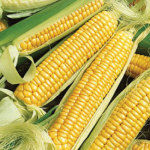 Stat of the Week - Corn Price