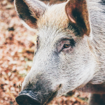 Stat of the Week – Lean Hogs Price