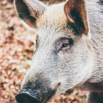 Stat of the Week - Lean Hogs Price