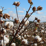 Stat of the Week: Cotton Price